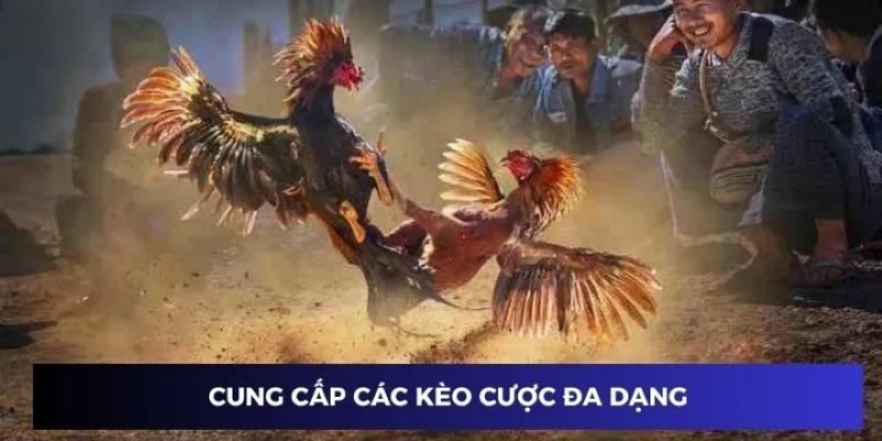 Ba cửa cược hấp dẫn chỉ có tại đá gà thomo Kubet