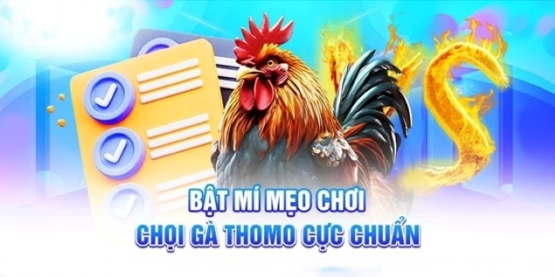 Một vài bí quyết giúp hội viên chiến thắng đá gà thomo Kubet