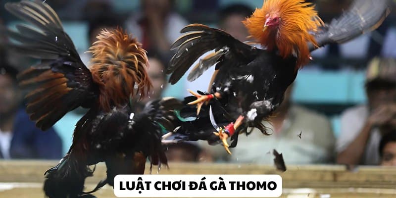 Quy tắc thi đấu trong đá gà thomo Kubet khá dễ hiểu