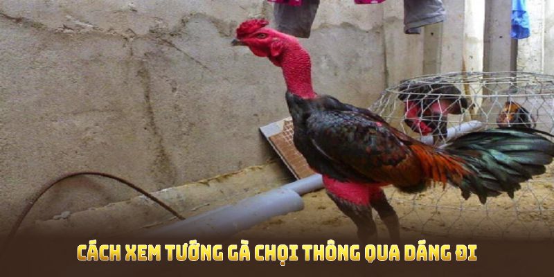 Cách Xem Tướng Gà Chọi thông qua dáng đi 