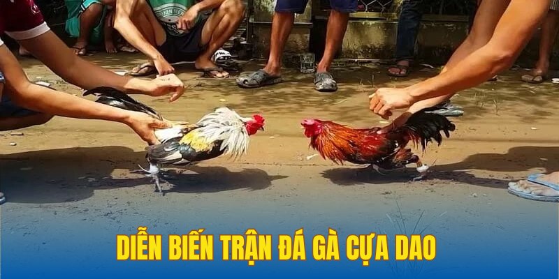 thời gian đá gà cựa dao