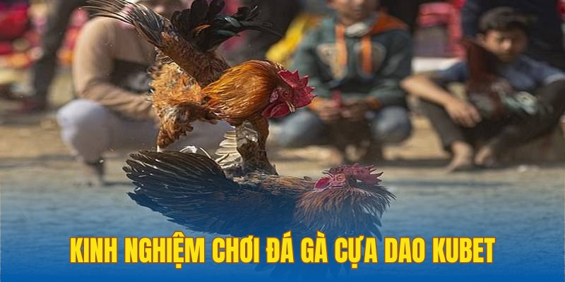 Bật mí mẹo hay khi tham gia đá gà cựa dao tại Kubet