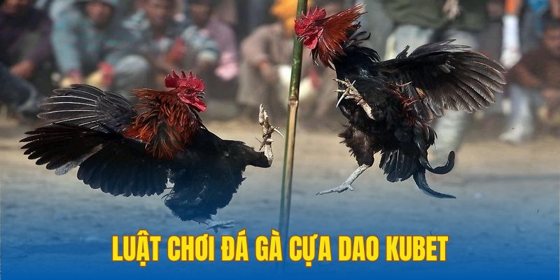 Luật chơi đá gà cựa dao Kubet đơn giản