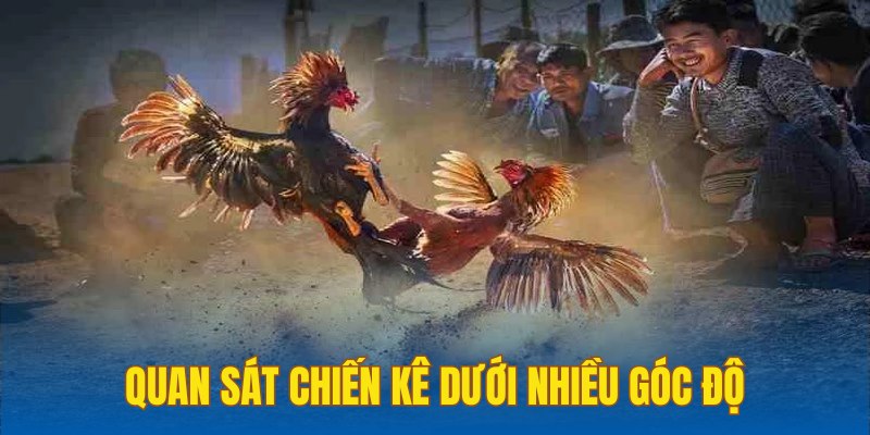 đặc điểm đá gà cựa dao