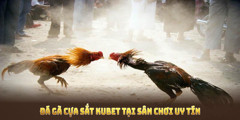 Thử với đá gà cựa sắt Kubet tại sân chơi uy tín bậc nhất