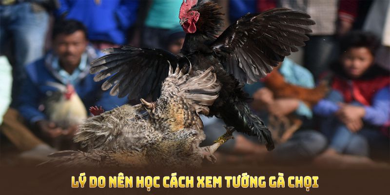 Lý do bạn nên học Cách Xem Tướng Gà Chọi ngay từ sớm