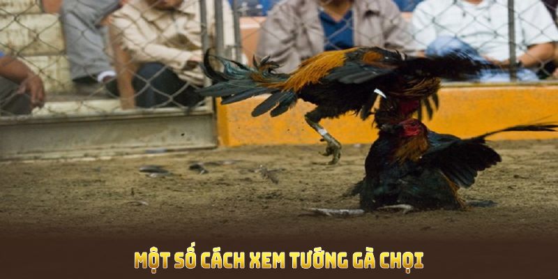 Một số Cách Xem Tướng Gà Chọi hữu hiệu hỗ trợ người nuôi tối ưu