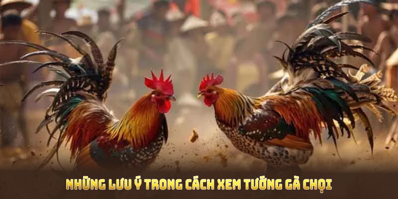 Những lưu ý trong Cách Xem Tướng Gà Chọi từ chuyên gia