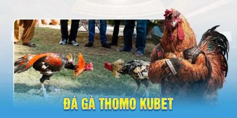 Đá Gà Thomo KUBET