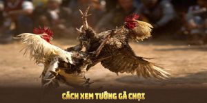 Cách Xem Tướng Gà Chọi