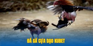 Đá gà cựa dao Kubet