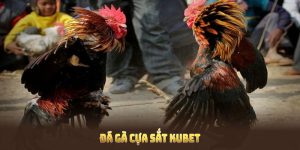 Đá Gà Cựa Sắt Kubet